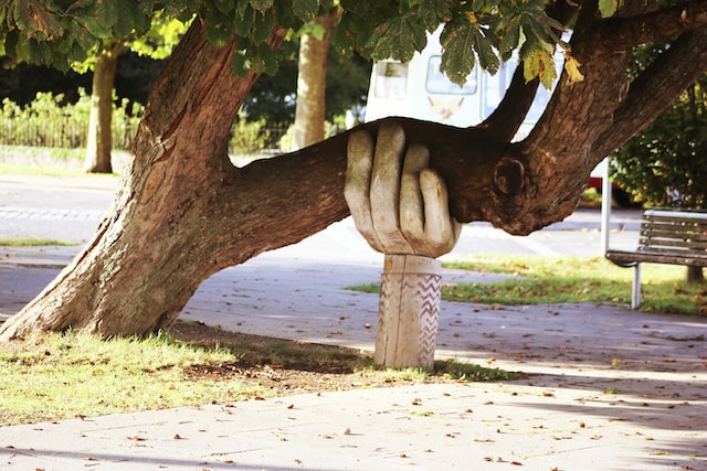 EIne große Hand stützt einen alten Baum