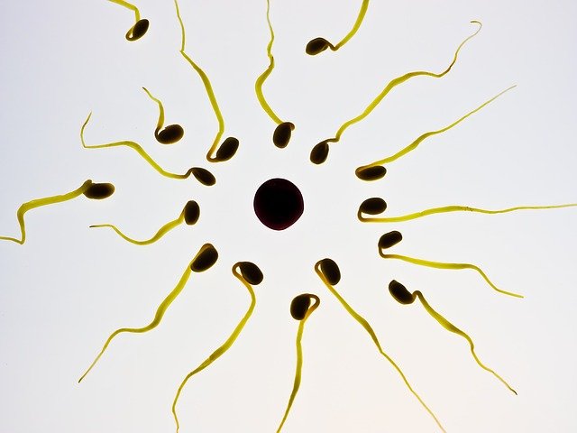 Symbolbild: Spermien umrunden Eizelle