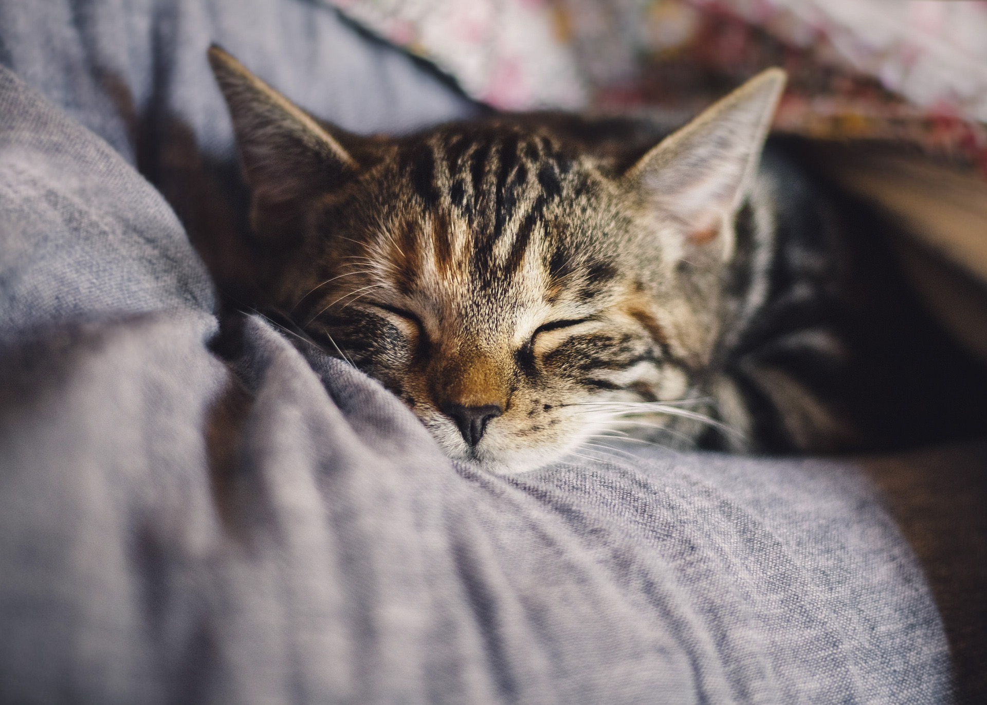 Katze liegt mit geschlossenen Augen auf einer Coach